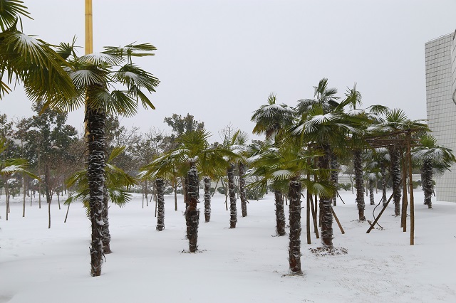 大雪壓棕櫚 棕櫚挺且直