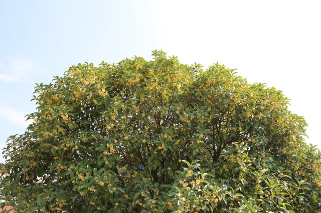 南灣——葉密千層綠  花開萬點黃 