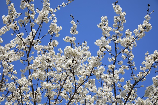 羊山櫻桃花——開花占得春光早 雪綴云裝萬萼輕