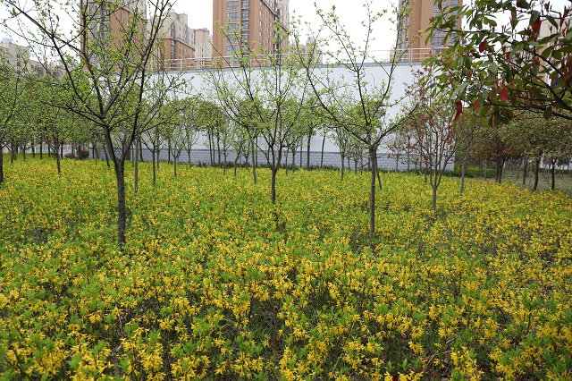 高鐵迎春花——金英翠萼帶春寒 黃色花中有幾般